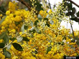 Image result for Acacia podalyriifolia