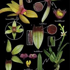 Image result for Polystachya pamelae