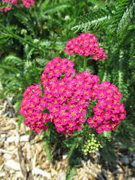 Common Yarrow New Vintage Rose Achillea Millefolium Plants Plant Stand Container Plants
