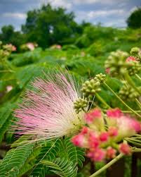Image result for Mimosa mossambicensis