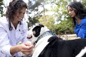 331 likes · 1 talking about this · 384 were here. Marina Village Veterinary 31 Photos 83 Reviews Veterinarians 943 Marina Village Pkwy Alameda Ca Phone Number Yelp