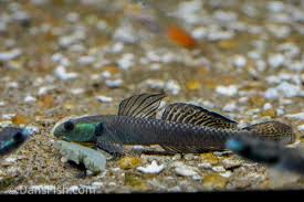 Image result for Phaulopsis sangana