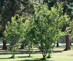 Image result for Fraxinus velutina