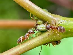 Image result for Nectaropetalum