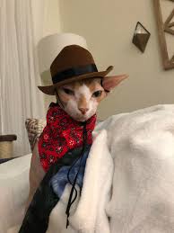 Mia the boston terrier ran around the park wearing a cowboy costume.her costume had a small cowboy riding her back, so she looked like a bucking bull as she. Cid Did Not Like His Cowboy Costume Sphynx