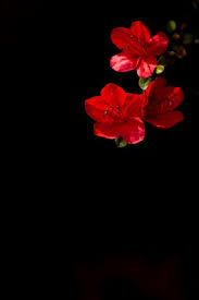 Pin By A Ru N On Nchanted With Images Red And Black Background Flowery Wallpaper