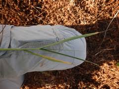 Image result for Setaria pseudaristata