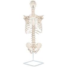 Check spelling or type a new query. Axis Scientific Vertebral Column With Rib Cage Anatomy Model Life Size Human Spine With Complete Vertebrae Cast From Real Human Bones Includes Detailed Study Guide Base Stand 3 Year Warranty Amazon Com Industrial
