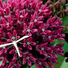 Purple Milkweed Seeds For Monarchs In Your Butterfly Gardens Asclepias Milkweed Plant Milkweed Flower