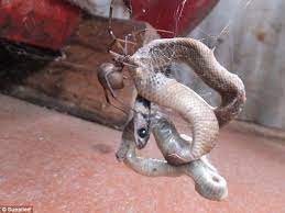 Snakes can eat spiders but not many species of snakes are known to eat spiders in general. Video Shows Redback Spider S Eat Snake Caught In Its Web Daily Mail Online