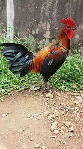Informasi terkini harga anakan ayam peru di bali, harga ayam toraja hari ini sabung ayam peru sendiri memang sering digunakan dalam acara pertandingan laga ayam pisau peruvian cockfighting yang diselenggarakan secara. Peruvian Navajero Info Ayam Peru And Sweater