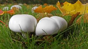 Wiesenchampignon Schmackhafter Wiesenpilz