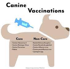 Pet vaccines are an essential part of a comprehensive veterinary wellness program. Pet Vaccinations In Memphis Mi Greenwood Veterinary Associates