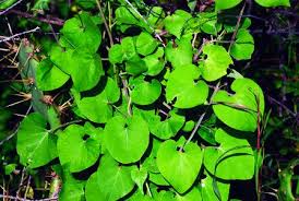 Image result for Pergularia daemia