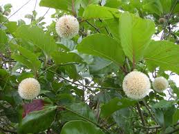 Image result for Mitragyna rubrostipulata