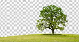 How do you cut the background out of an image? How To Cut Out Anything In Photoshop 3 Best Ways To Remove Backgrounds From Photos Photoshopcafe