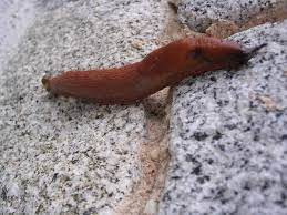 They camouflage against the brown soil and hide out in damp, dark places during the day. 6 Ways To Get Rid Of Slugs In Your House Dengarden