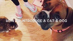 Check spelling or type a new query. How To Introduce A Cat And Dog Youtube