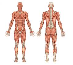 Major muscles of the body labelled diagram. 16 792 Muscular System Stock Photos Free Royalty Free Muscular System Images Depositphotos