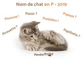 Choisir le prénom de votre chat est important car c'est le lien de communication premier et essentiel entre lui et vous. Nom De Chat En P Pour 2019 Plus De 200 Idees De Noms