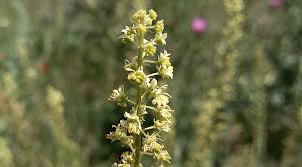 Image result for Resedaceae