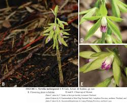 Image result for Nervilia sp.no.4