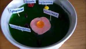 Maybe you would like to learn more about one of these? Jello Animal Cell Model Science Biology Homeschooling Video Dailymotion