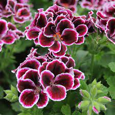 We did not find results for: Pelargonium Regal Elegance Jeanette Flower Plants From Mr Fothergills Seeds And Plants
