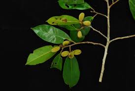 Image result for Dichapetalaceae