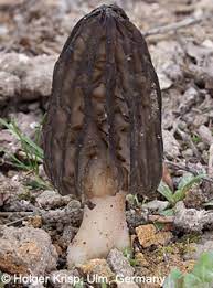 Austernpilz pleurotus eryngii essbarer pilz, pilz, gewöhnlicher pilz, essbar png. Morcheln Spitzmorchel Und Speisemorchel Morchella Spec