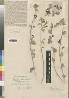 Image result for Astripomoea malvacea