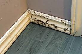 Check spelling or type a new query. The Truth About Toxic Black Mold It S Probably Not What You Think Moldman