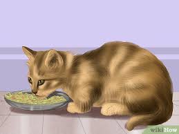 Bathing your cat involves wetting him down from the back of the neck to his tail, avoiding his head, then lathering him up with shampoo. How To Bathe A Cat With Pictures Wikihow