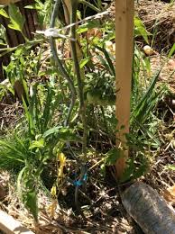 Une fois que les plants atteignent 12 ou 15. Tout Sur Les Tuteurs A Tomates