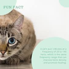 Twin Trees Vet Veterinarian Whistler Canada 120 Photos Facebook
