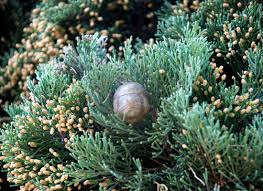 Image result for Cupressus sempervirens