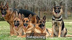 เปิดจอง ลูกสุนัขพันธุ์เยอรมันเชพเพิร์ด อายุ 1 เดือน เพศเมีย 3 ตัว (german shepherd puppies for sale. à¸„à¸§à¸²à¸¡à¹à¸•à¸à¸• à¸²à¸‡à¸£à¸°à¸«à¸§ à¸²à¸‡ German Shepherd à¹à¸¥à¸° Doberman à¸„à¸§à¸²à¸¡à¹à¸•à¸à¸• à¸²à¸‡à¸£à¸°à¸«à¸§ à¸²à¸‡ 2021