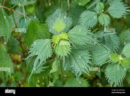 Image result for Tridactyle tricuspis