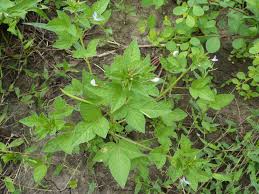 Image result for Cleome rutidosperma