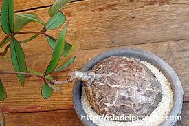 Image result for Cyphostemma mildbraedii