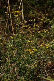 Image result for Nidorella resedifolia