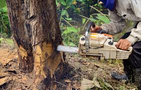 The national average for tree. Tree Removal Costs In Northern Utah