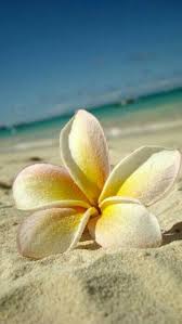 Plumeria Of Hawai I Nature Hawaii