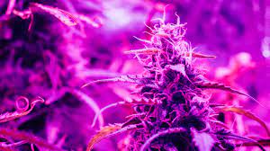 For vegetative growth and flowering, the shorter. Wikileaf What Is The Best Light Schedule For Maximum Yields