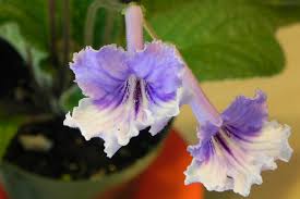 Image result for Streptocarpus eylesii