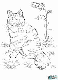 Did you know the tabby cat is not a breed but a color pattern? Nyan Cat Coloring Page Youngandtae Com Cat Coloring Book Cat Coloring Page Animal Coloring Pages