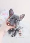 Teacup French Bulldog - Teacup Puppies For Sale, Teacup ...