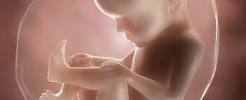 Ssw durch die reifung des gehirns und… 27 Ssw Schwangerschaftskalender Aptaclub