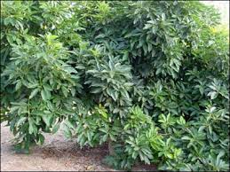 Вид рода персея (persea) семейства лавровые (lauraceae), типовой вид рода. Plant Id Fruits Nuts Avocado Florida Master Gardener Volunteer Program University Of Florida Institute Of Food And Agricultural Sciences