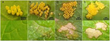 Recessed lighting can create a warm, cozy feeling in any room. Plant Response To Butterfly Eggs Inducibility Severity And Success Of Egg Killing Leaf Necrosis Depends On Plant Genotype And Egg Clustering Scientific Reports